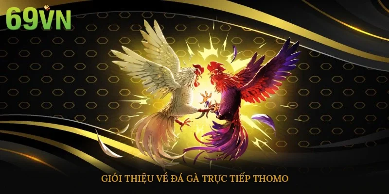 Giới thiệu về đá gà trực tiếp Thomo