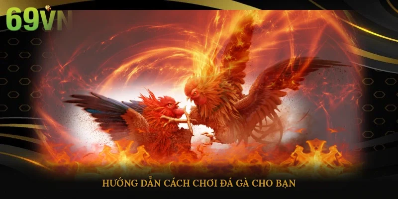 Hướng dẫn cách chơi đá gà cho bạn