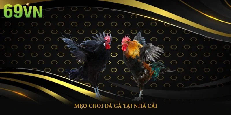 Mẹo chơi đá gà tại nhà cái