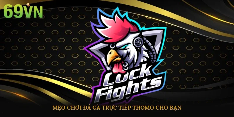 Mẹo chơi đá gà trực tiếp Thomo cho bạn
