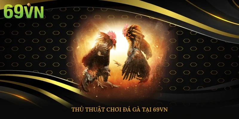 Thủ thuật chơi đá gà tại 69vn